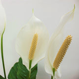 close up of the white blooms of a peace lily plant with bright yellow centers 
