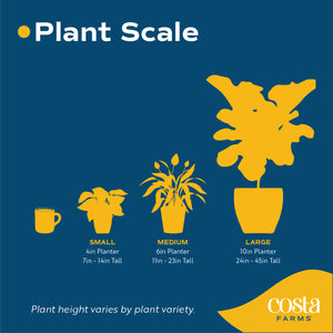 digital illustration to showcase the differences in height of small, medium and large plants. small plants are in 4in diameter pots, medium plants in 6in diameter pots and large plants in 10in diameter pots