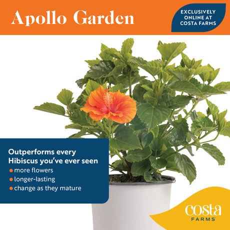 Infographic of the Apollo Garden plant. It has bullet points outlining the perks of this unique, stunning plant.