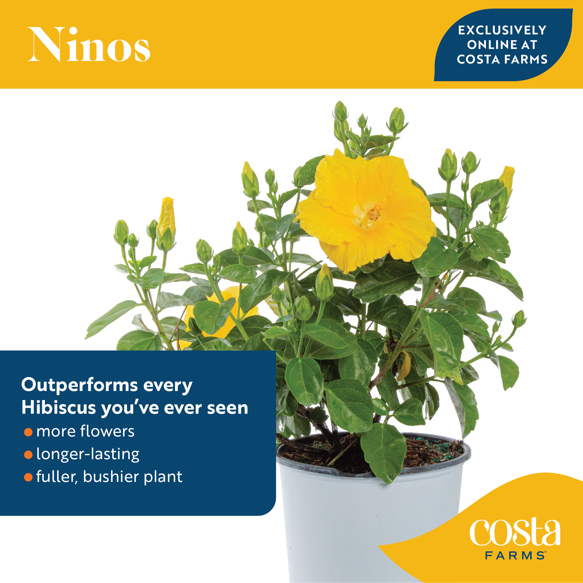 Tropical Hibiscus HibisQs® Ninos Yellow | medium
