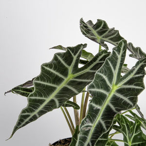 Alocasia polly foliage detail close up the deep and rich coloring of the leaves really shows along with the striking white and lighter green veining on the tops of the leaves 