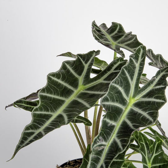 Alocasia Polly - Thumbnail 4
