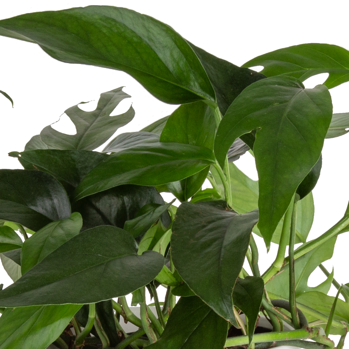 baltic blue pothos for sale Baltic Blue