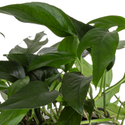 baltic blue pothos Baltic Blue Pothos