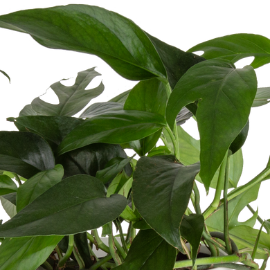 blue baltic pothos Costa Farms Baltic Blue Indoor Plant in 6 in. Self-Watering Planter, Avg. Shipping Height 1-2 ft. Tall