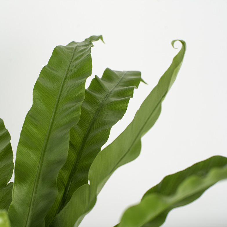 different types of birds nest ferns Bird's Nest Fern – Costa Farms