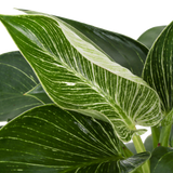 detail close up view of the philodendron birkin foliage, the leaves are dark green with creamy white stripes throughout each leaf 