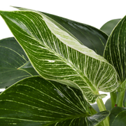 how tall does a philodendron birkin grow Philodendron Birkin – Costa Farms