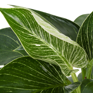 philodendron birkin red Costa Farms 12 inch Philodendron Birkin Live House Plants in 5 inch Self-Watering Planter, Size: Medium, Green