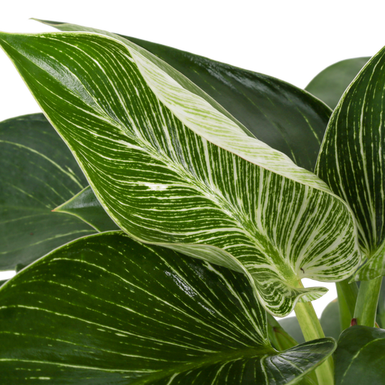 Costa Farms Philodendron Birkin - Thumbnail 5