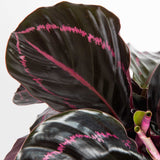 detail view of calathea dottie leaves the leaves are nearly black with bright pink stripes