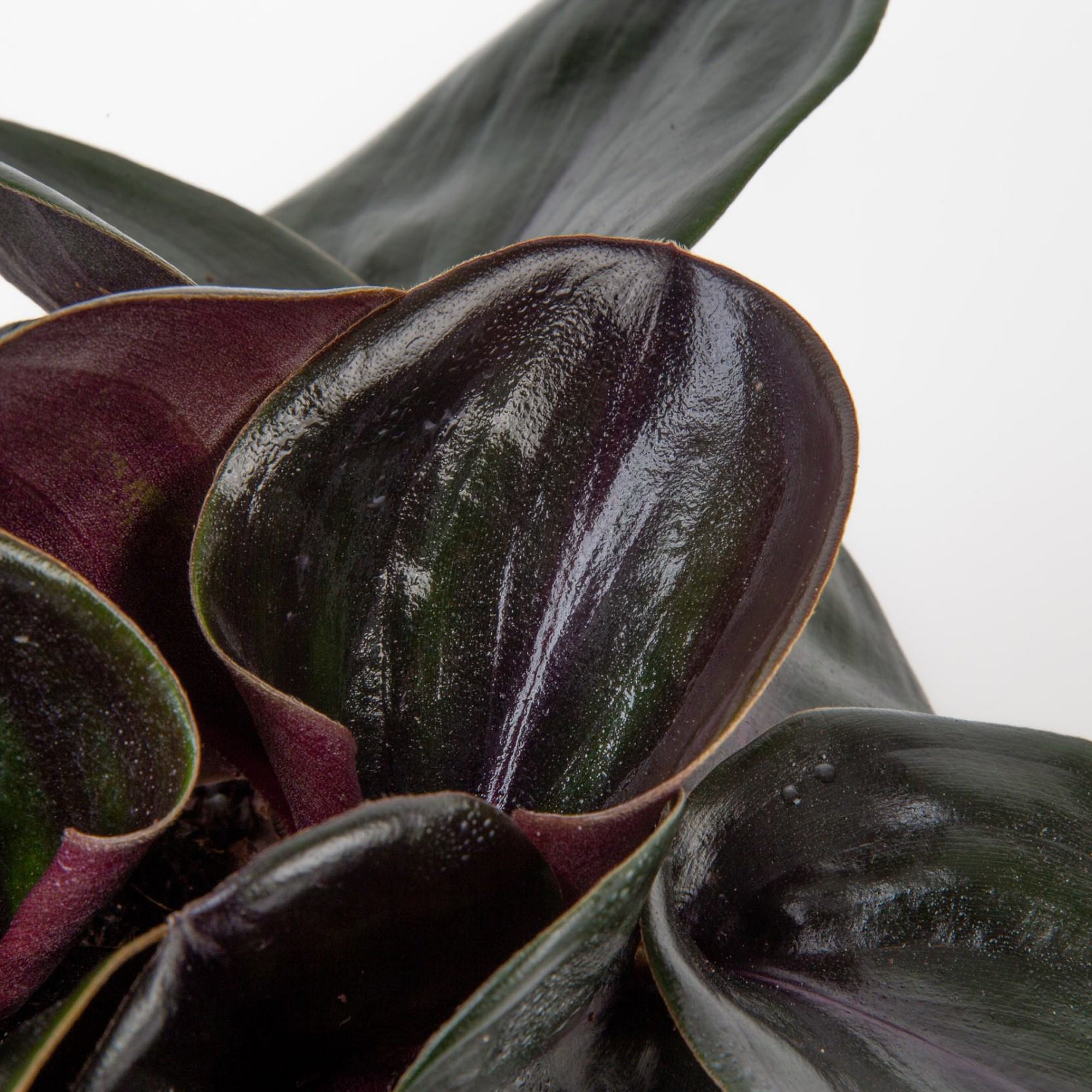 detail view of Geogenanthus foliage, you can see the deep and dark shades of burgundy, purple and very dark green areas of the leaves