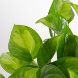 detail view of global green pothos leaves, we can see light and dark shades of green in each leaf