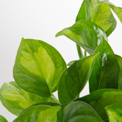 light green pothos leaves Global Green Pothos