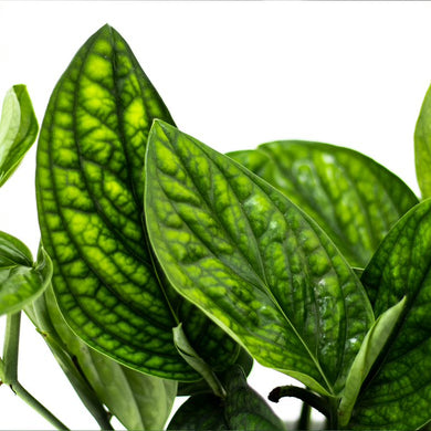 peru pothos Monstera Peru
