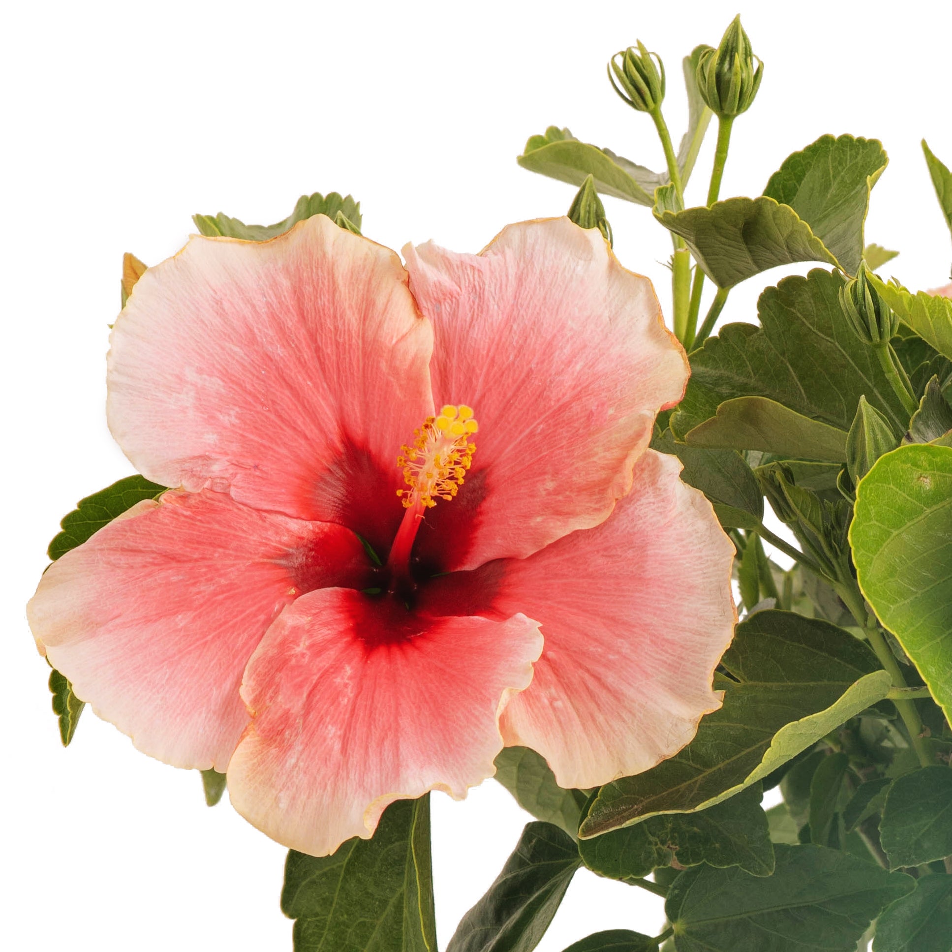 Tropical Hibiscus HibisQs® Grace | medium