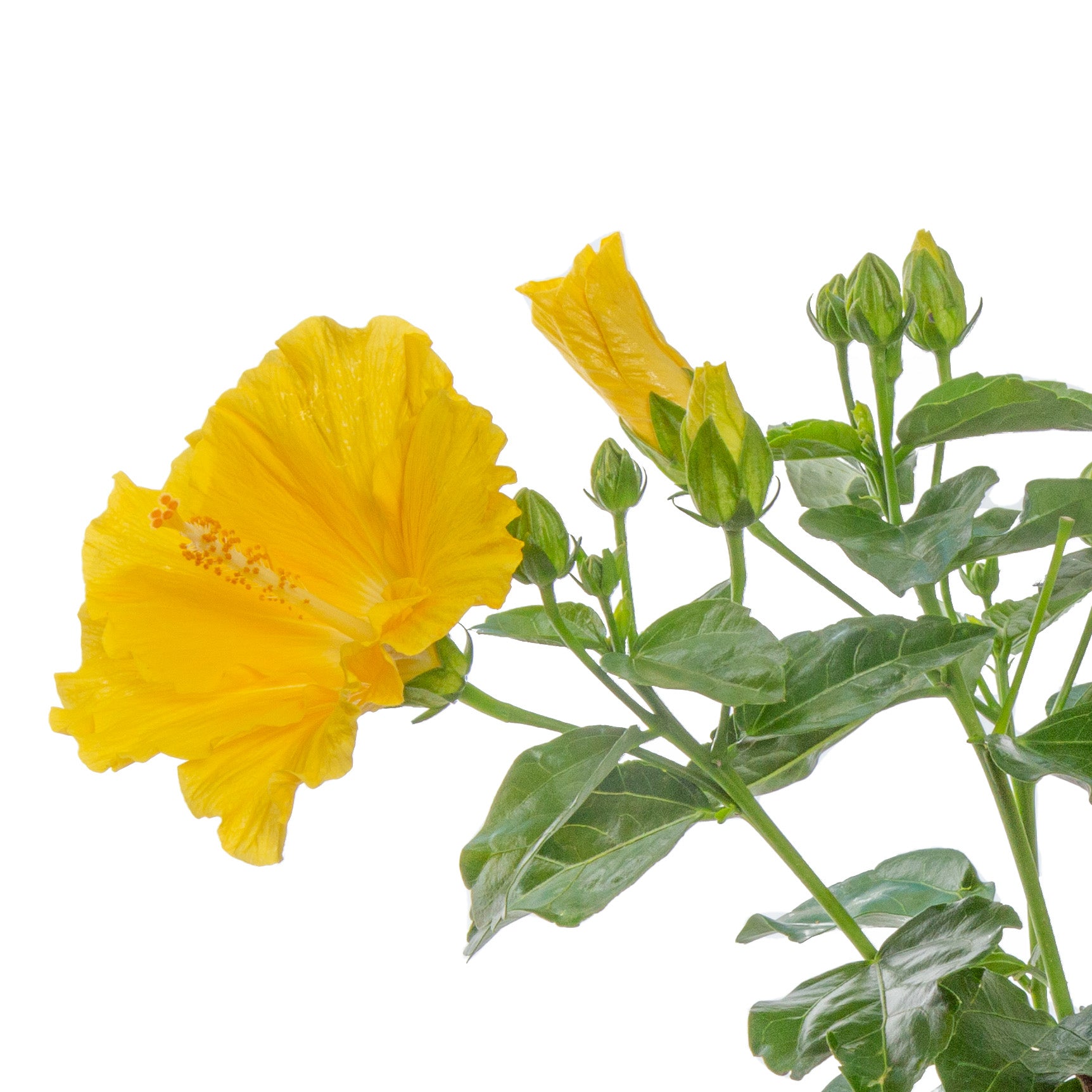 Tropical Hibiscus HibisQs® Ninos Yellow | medium