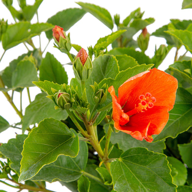 Tropical Hibiscus Constellation Andromeda | medium – Costa Farms