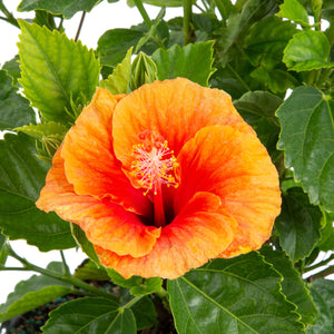 Tropical Hibiscus HibisQs® Apollo Garden | medium