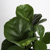 detailed view of the little fiddle leaf fig foliage