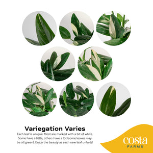 digital illustration to show all the different ways the cream variagations can manifest in the leaves, some leaves can have a lot of cream color or be fully white, while others can be nearly solid green with just a few specks of cream and white 