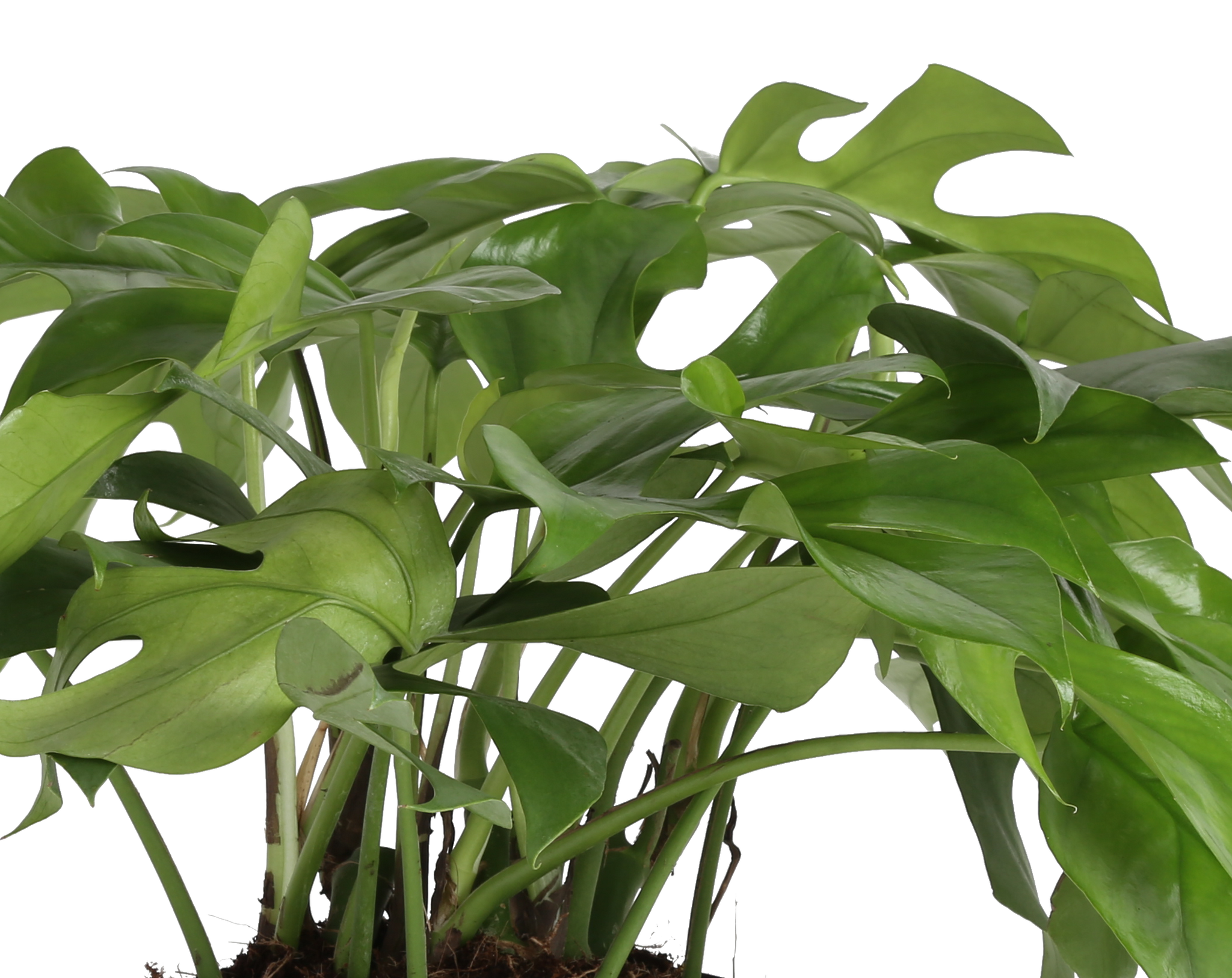 detailed close up mini monstera foliage to showcase its vibrant green color and many fenestrations 