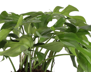 detailed close up mini monstera foliage to showcase its vibrant green color and many fenestrations 