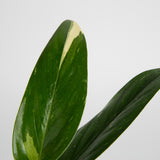 detaield view of monstera cobra foliage to showcase small streaks of cream variagations in the leaves