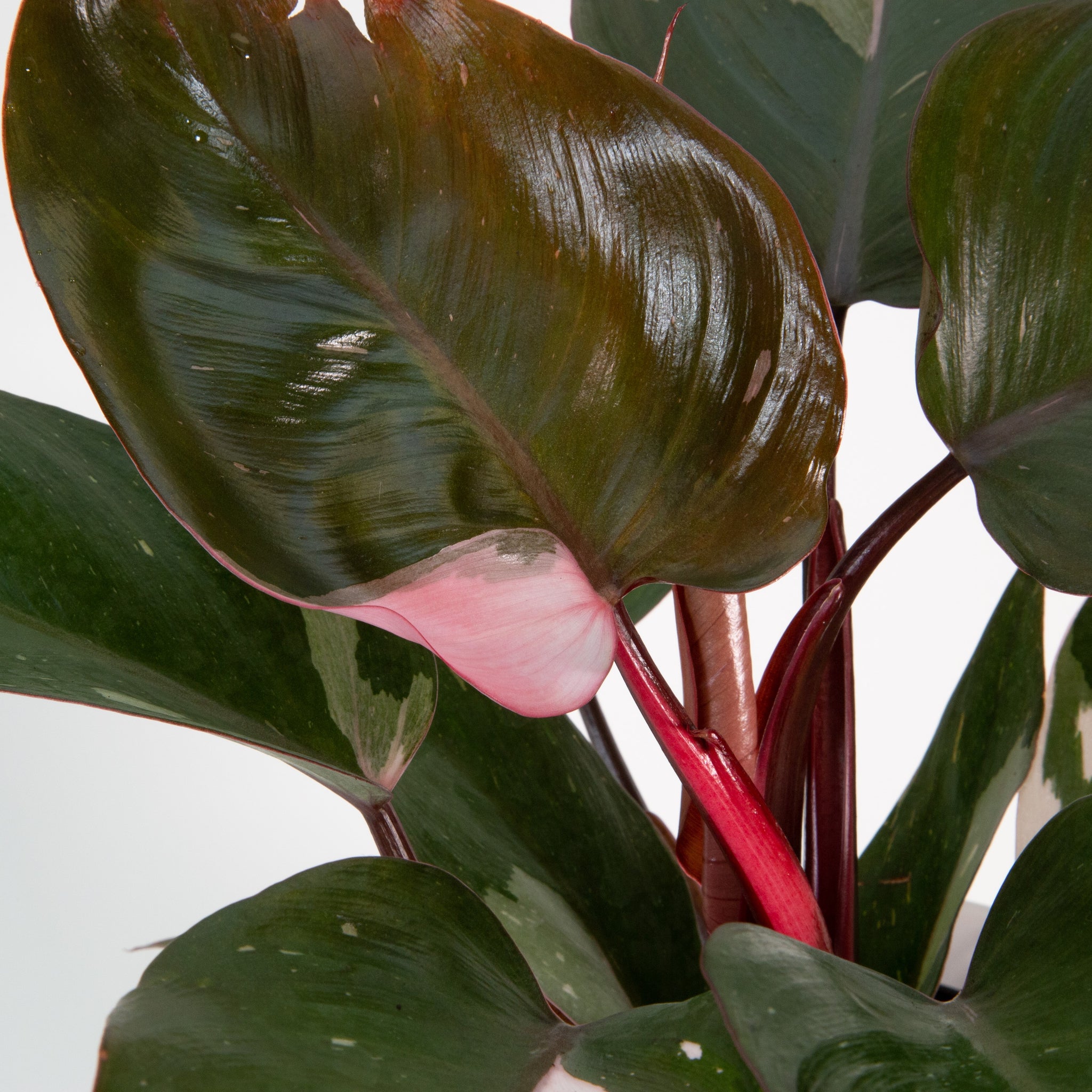 Pink Princess Philodendron flower : r/gardening