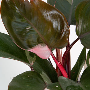 detail close up view of pink princess philodendron foliage, the plant stems are red and the leaves are dark green with spots of light and dark pink 
