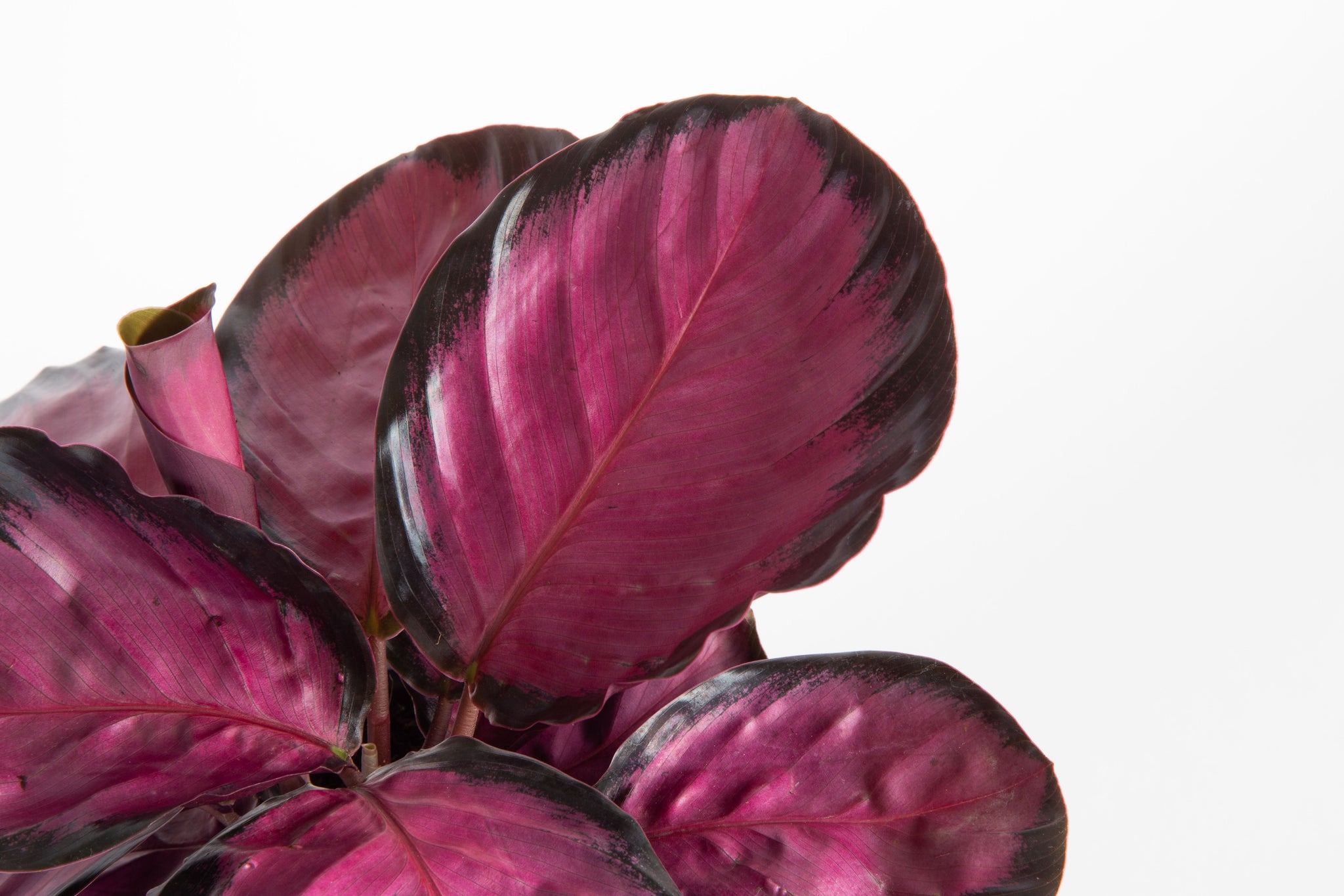 detail close up calathea pink star leaves, you can see the center is bright magenta colored and the edges of the leaves are lined in black