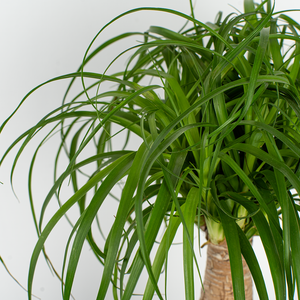 detail view of the foliage of ponytail palm the leaves are vibrant green and skinny 