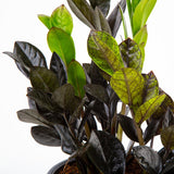 patented raven zz zamioculcas dowon plant in a close up view to showcase the deep, dark and rich leaves that are almost black in shade 