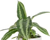 medium Schismatoglottis plant foliage in a detailed view to showcase the arrowlike shape of the leaves and the dark green and light green striping it features 