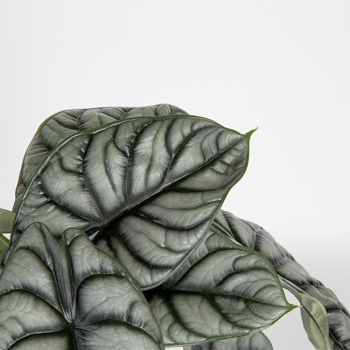 detail close up of alocasia silver dragon leaves. the deep dark green veins are ridges are very pronounced and striking here and the leaves are a muted sage color