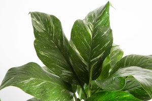 Jet Diamond Peace Lily | medium
