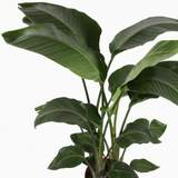 close up of white bird foliage to showcase rich green and large leaves that are banana shaped 