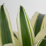Dracaena White Aspen | Large