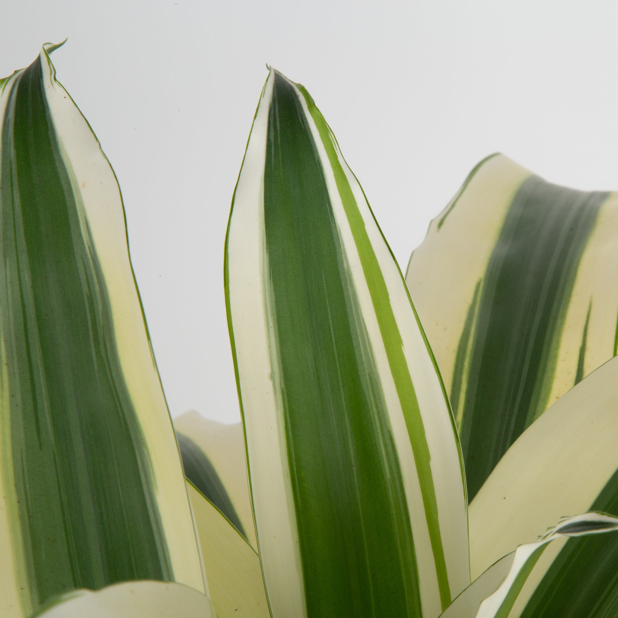 Dracaena White Aspen | Large