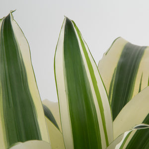 Dracaena White Aspen | Large