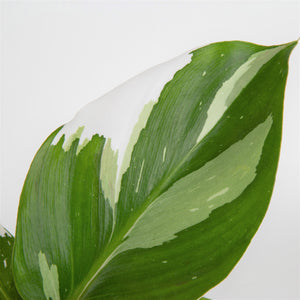 detail view of white knight foliage to showcase the light green and cream variations of the leaves