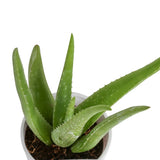 a top view of the aloe vera with a detailed view of the small spikes and white spots on the plant