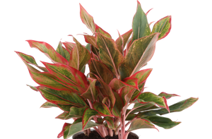 medium siam aurora aglaonema with pink and green variations in the leaves in a close up view to showcase the varieties of colors in the leaves 