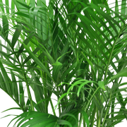 detail close up of the fronds of a large cat palm tree