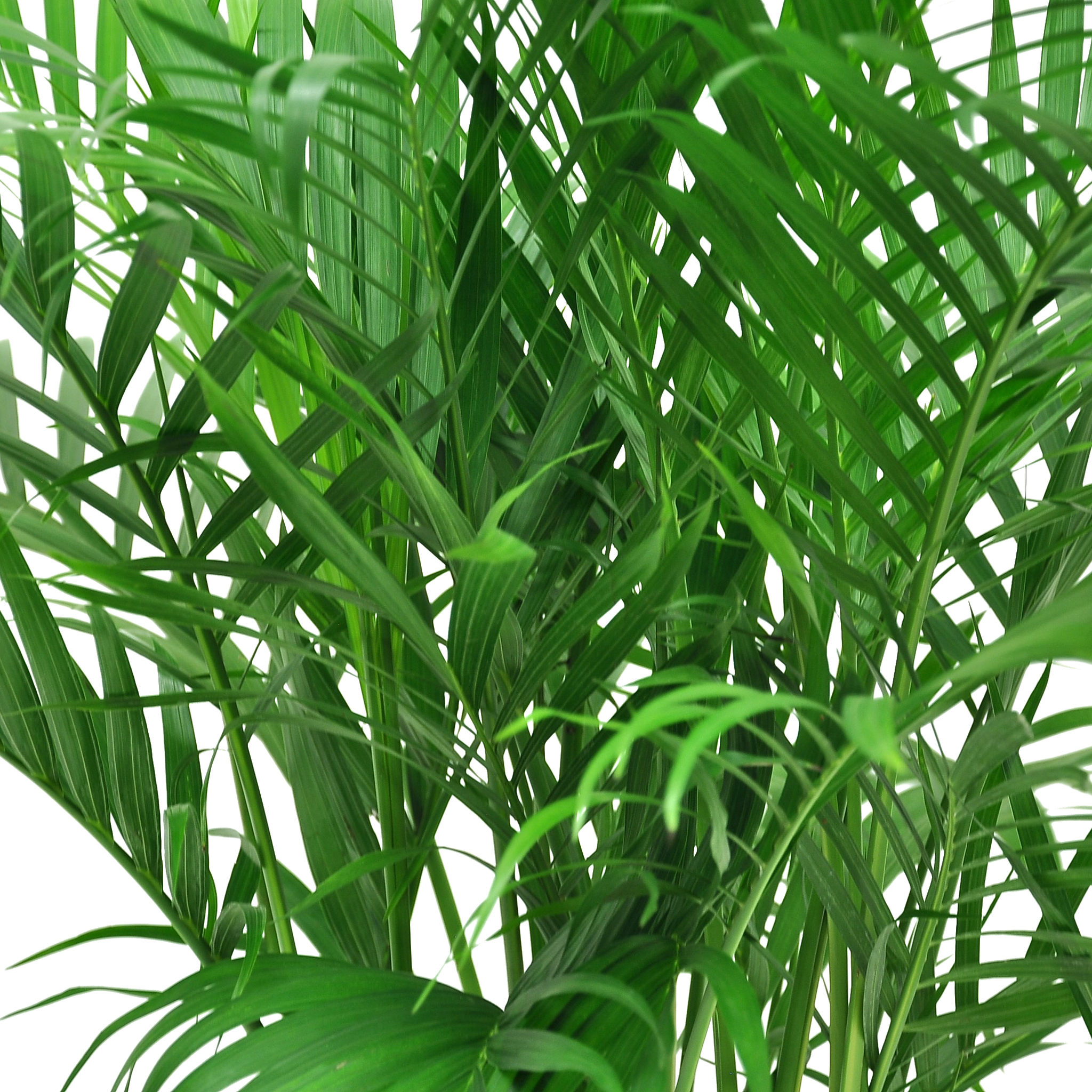 Indoor sales cat palm