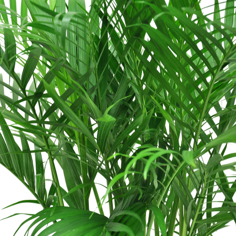 detail close up of the fronds of a large cat palm tree
