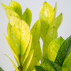 detailed closeup of bright yellow-green leaves on chameleon zz pant