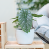 alocasia corazon plant sitting on a wooden shelf in a bright lit boho inspired living room