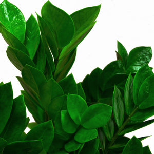 close up view of zz plant foliage to showcase the deep and rich green color of the leaves and their oval shape 