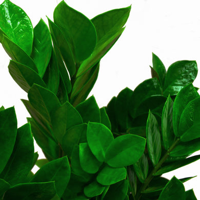 ジークレー lotta botanize ZZ | large – Costa Farms